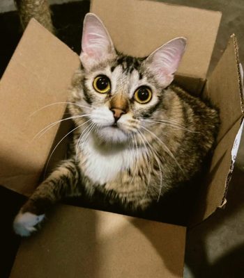 Imagem do WhatsApp de 2025-09-18 à(s) 11.17.22_23d5883b